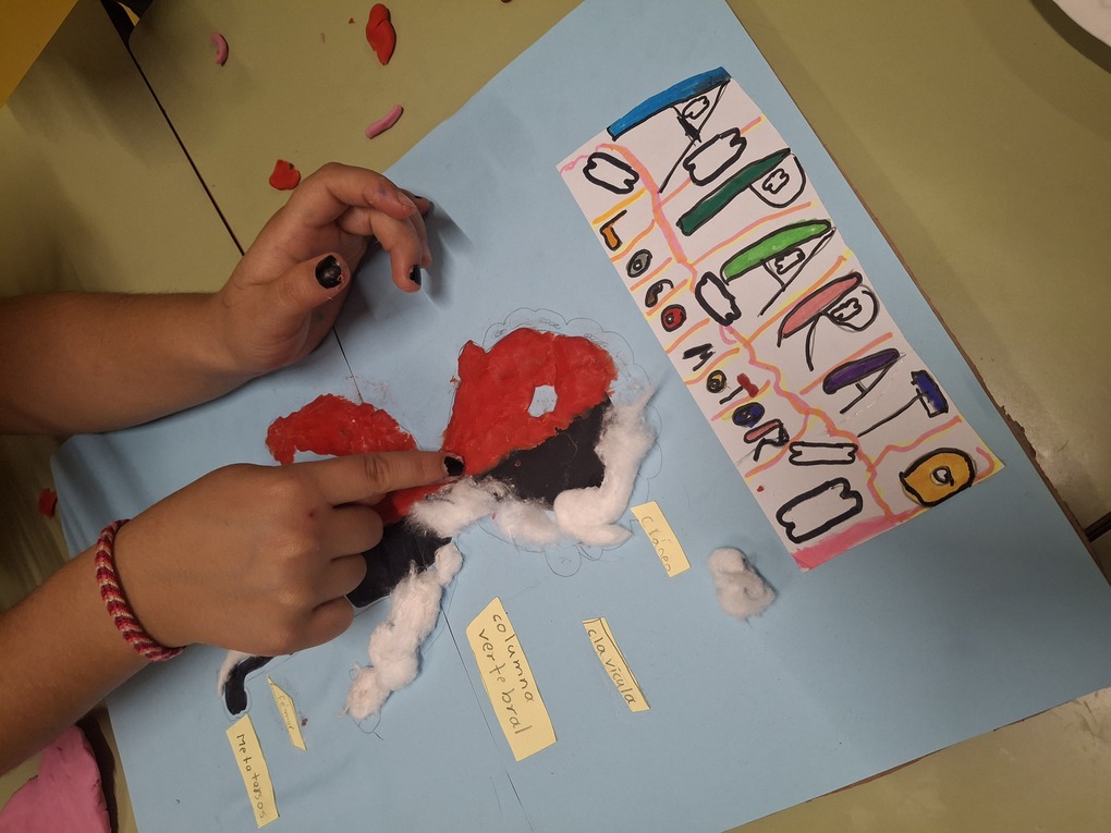 Maquetas del cuerpo humano